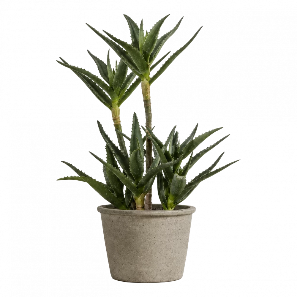 Potted Aloe