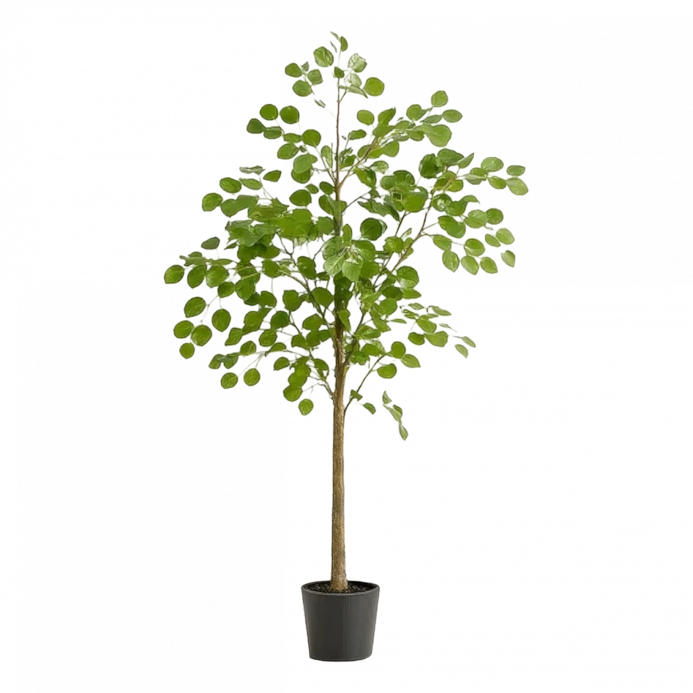 Potted Eucalyptus Plant Hire