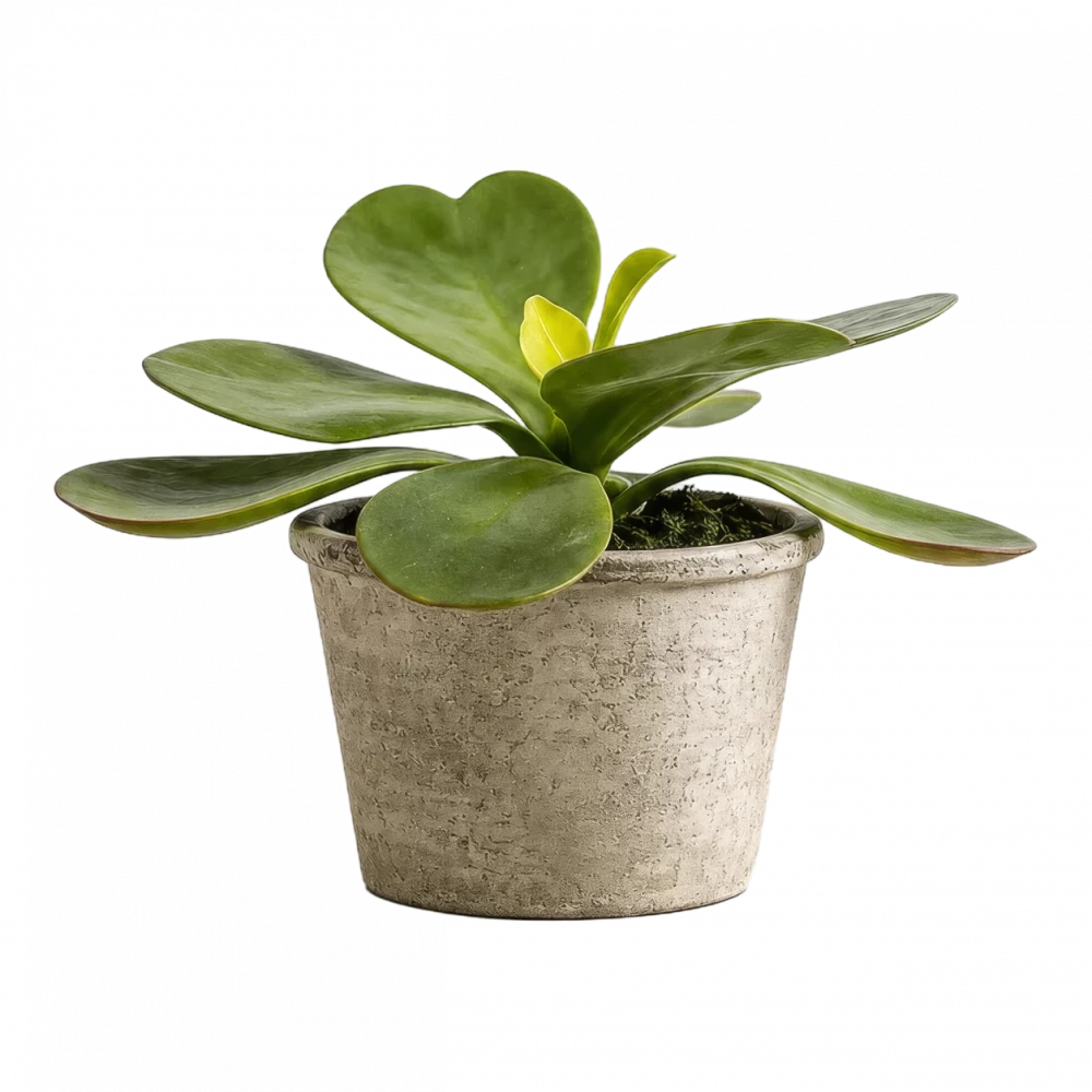 Potted Kalanchoe